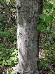 Magnoliopsida