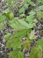 Acer