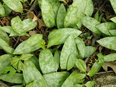 Erythronium americanum