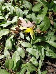 Erythronium americanum