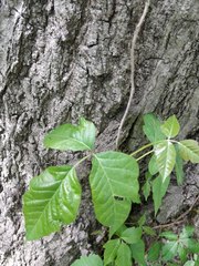 Toxicodendron radicans