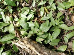 Erythronium americanum