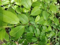 Magnoliopsida