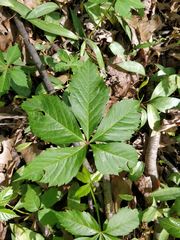 Parthenocissus