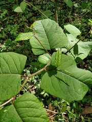 Reynoutria