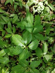Parthenocissus