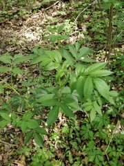 Magnoliopsida