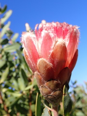 Protea lacticolor