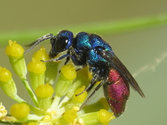 Chrysis cerastes