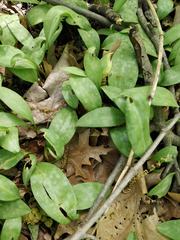 Erythronium americanum