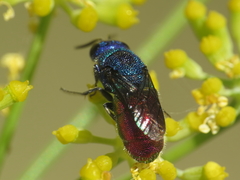 Chrysis cerastes