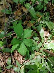 Parthenocissus