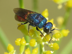 Chrysis cerastes