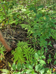 Pteris dentata