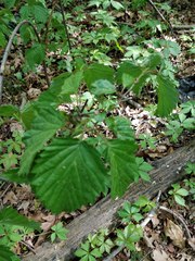 Magnoliopsida
