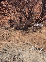 Varanus panoptes rubidus