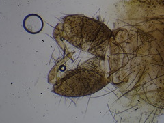 Psectrotanypus varius