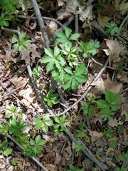 Parthenocissus quinquefolia