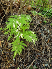 Pteris dentata