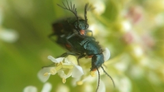 Haplomalachius flabellatus