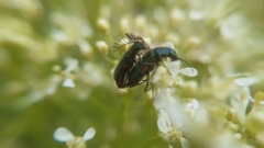 Haplomalachius flabellatus