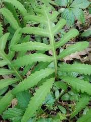 Onoclea sensibilis