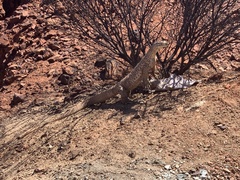 Varanus panoptes rubidus