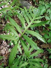 Onoclea sensibilis