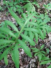 Onoclea sensibilis