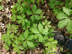 Parthenocissus