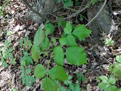 Toxicodendron radicans