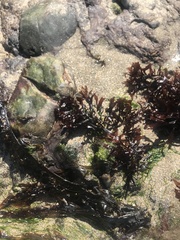 Chondrus