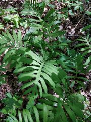 Onoclea sensibilis