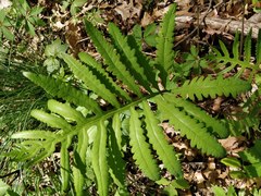 Onoclea sensibilis