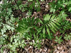 Onoclea sensibilis