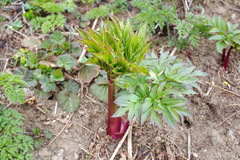 Angelica ursina