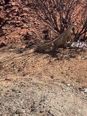 Varanus panoptes rubidus