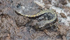 Ambystoma macrodactylum macrodactylum