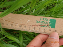 Capsella bursa-pastoris