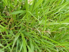 Capsella bursa-pastoris