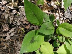 Persicaria virginiana