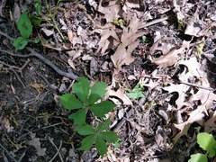 Parthenocissus quinquefolia