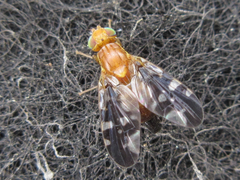 Acanthonevra amurensis