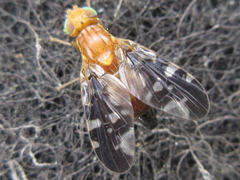 Acanthonevra amurensis