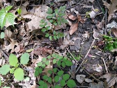 Aralia