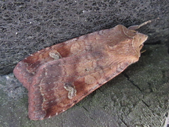 Diarsia canescens