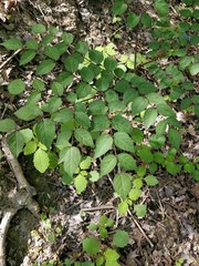 Aralia