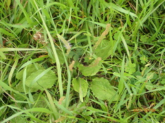 Plantago asiatica