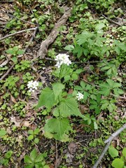 Alliaria petiolata