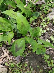 Persicaria virginiana